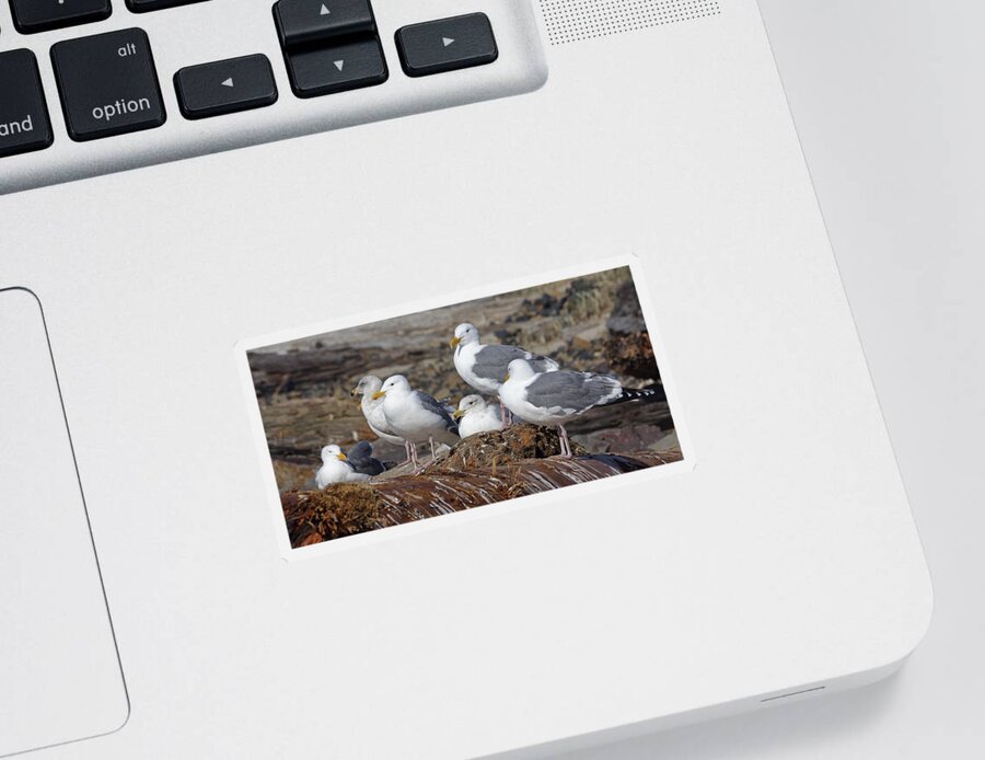 Seagulls At Rest Sticker featuring the photograph Seagulls at Rest by Wes and Dotty Weber