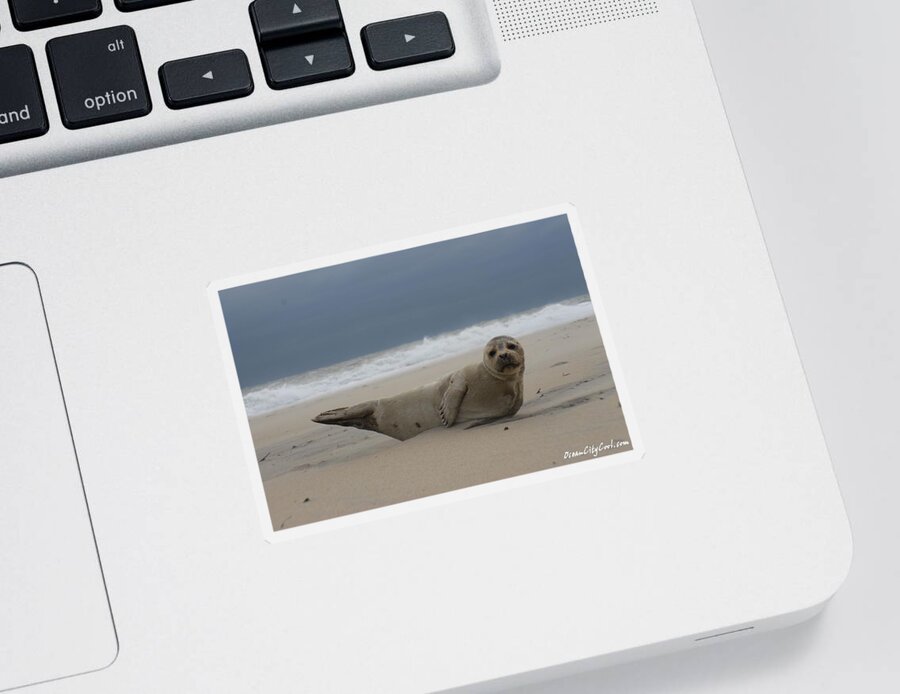 Animal Sticker featuring the photograph Seal Yoga by Robert Banach