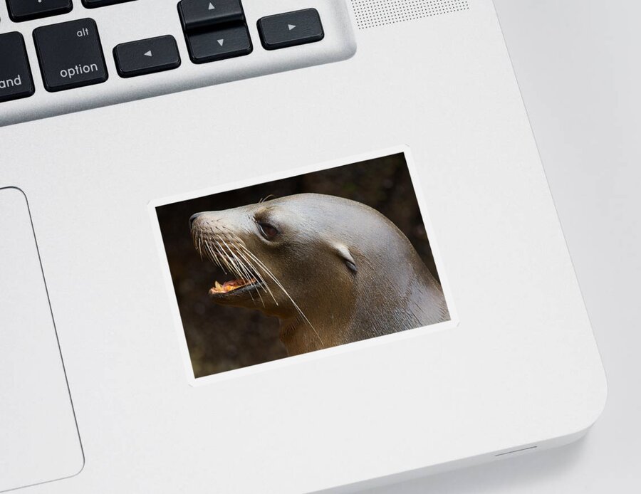 Sealion Sticker featuring the photograph Sealion face by Allan Morrison