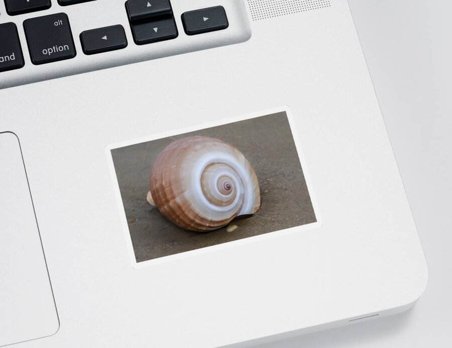 Seashell Sticker featuring the photograph Seashell by Bill Cannon