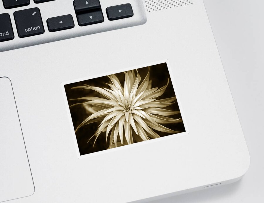 Leaves Sticker featuring the photograph Sepia Plant Spiral by Christina Rollo