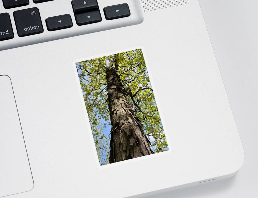 Shagbark Hickory Sticker featuring the photograph Shagbark Hickory Tree by Greg Dimijian