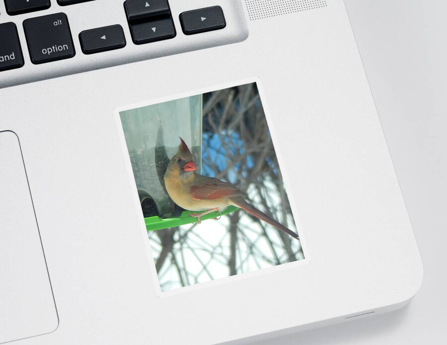 Northern Cardinal Sticker featuring the photograph Shall I Pose.... by Betty-Anne McDonald