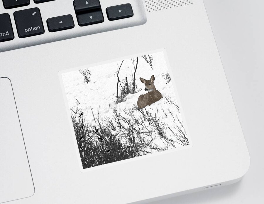 Deer Sticker featuring the photograph Share The Land by Al Bourassa