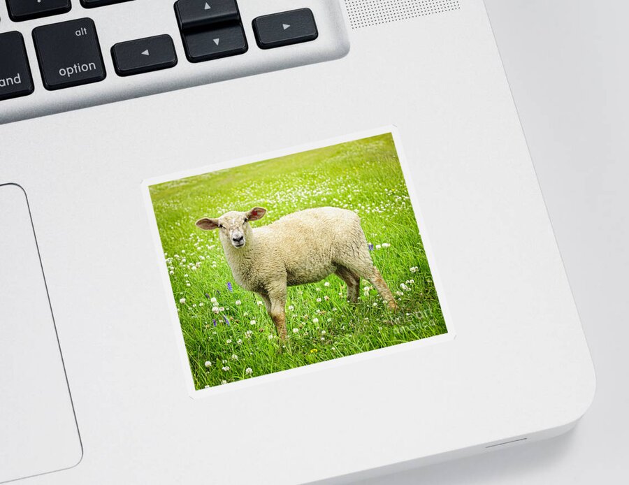 Sheep Sticker featuring the photograph Sheep in summer meadow by Elena Elisseeva