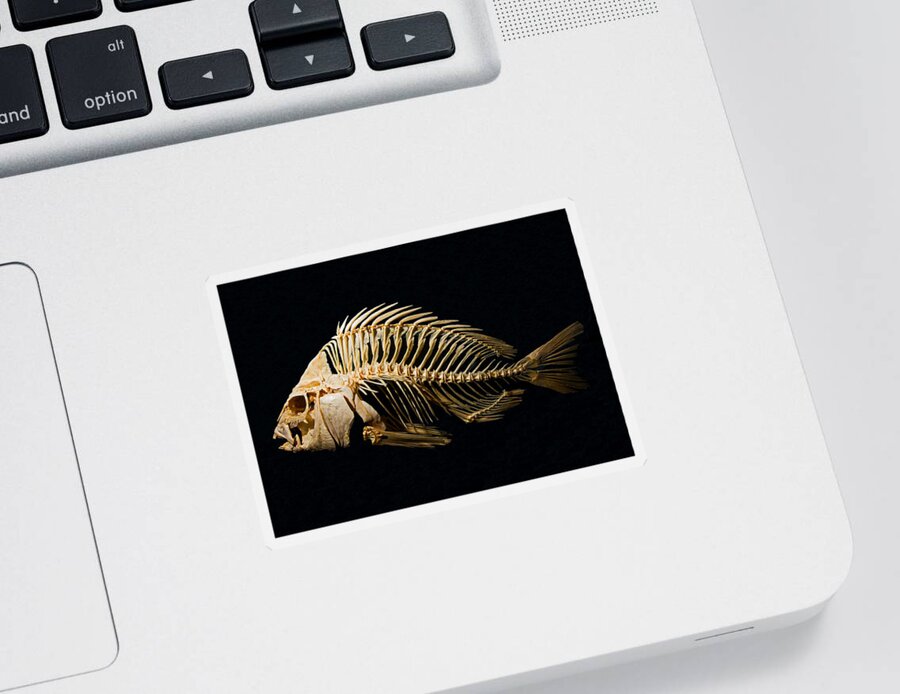 Animal Sticker featuring the photograph Sheepshead Fish Skeleton by Millard H. Sharp