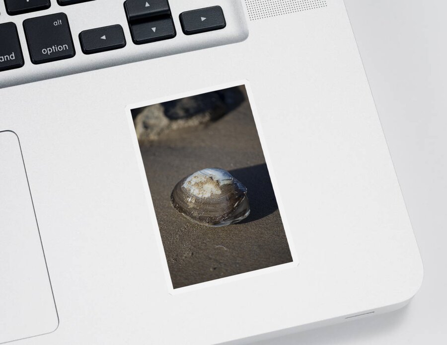 Sea Shell Sticker featuring the photograph Shell or someone's dinner by Spikey Mouse Photography