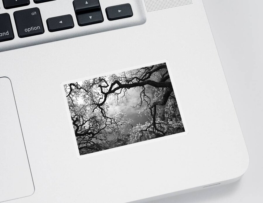 Oak Tree Sticker featuring the photograph Sheltering Sky by Laurie Search