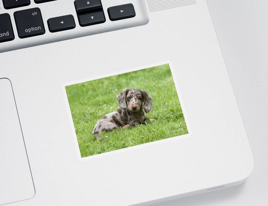 Dachshund Sticker featuring the photograph Short-haired Dachshund Puppy by John Daniels