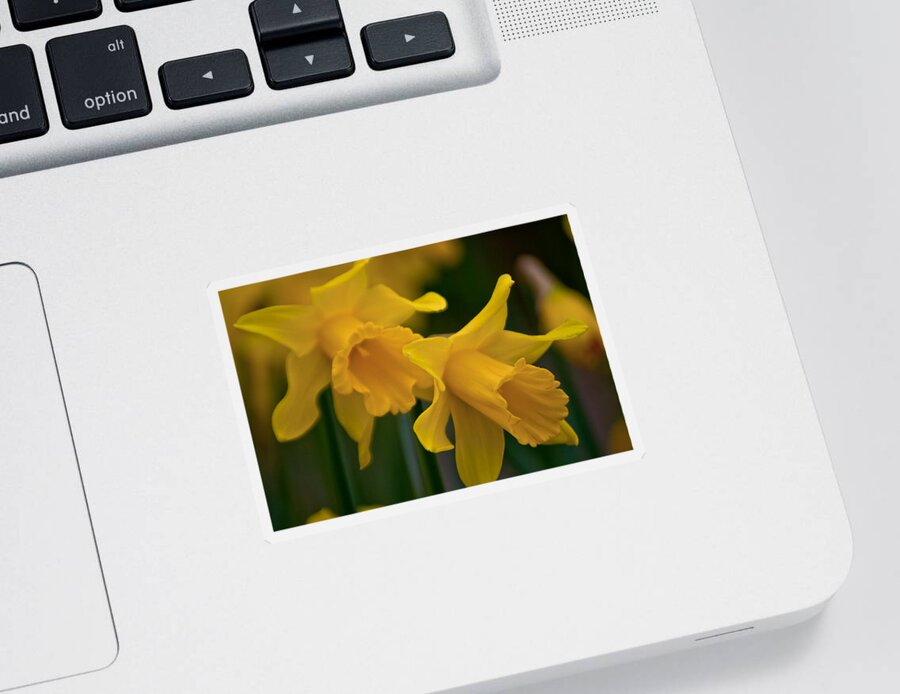 Daffodils Sticker featuring the photograph Shout Out of Spring by Tikvah's Hope