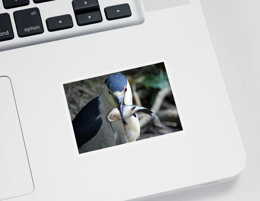 Heron Sticker featuring the photograph Showing Off His Lunch by Shoal Hollingsworth