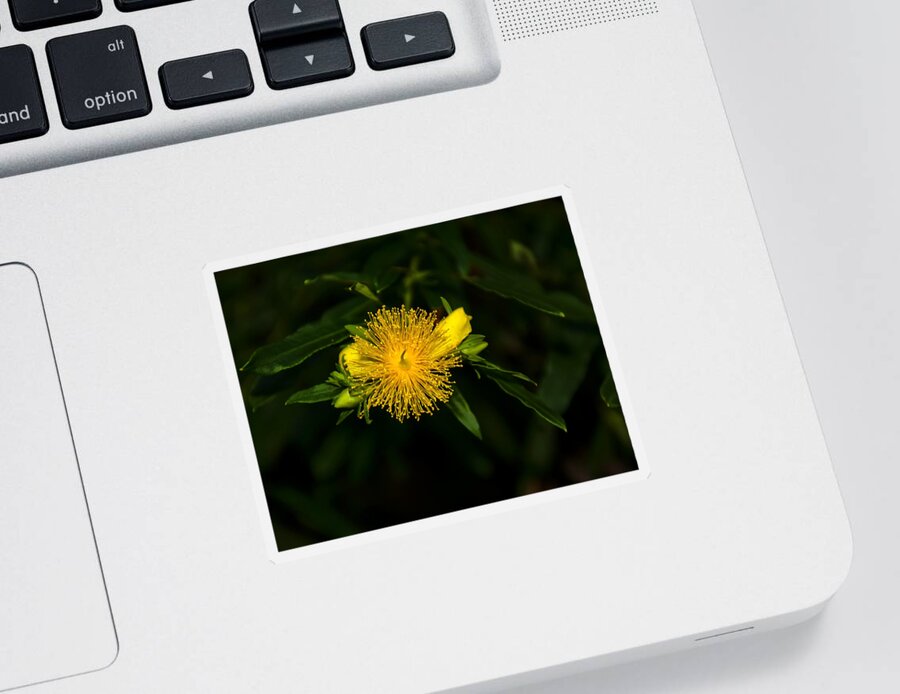 Flower Sticker featuring the photograph shrubby st Johns wart by Flees Photos