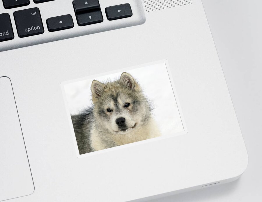 Arctic Husky Sticker featuring the photograph Siberian Husky Puppy by M. Watson
