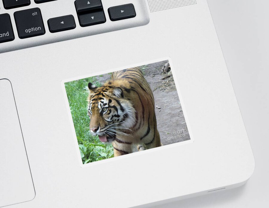 Animal Sticker featuring the photograph Siberian Tiger by Lingfai Leung