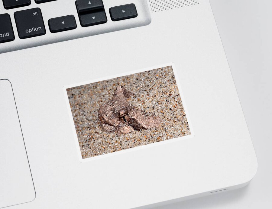 Horned Rattlesnake Sticker featuring the photograph Sidewinder by Dante Fenolio