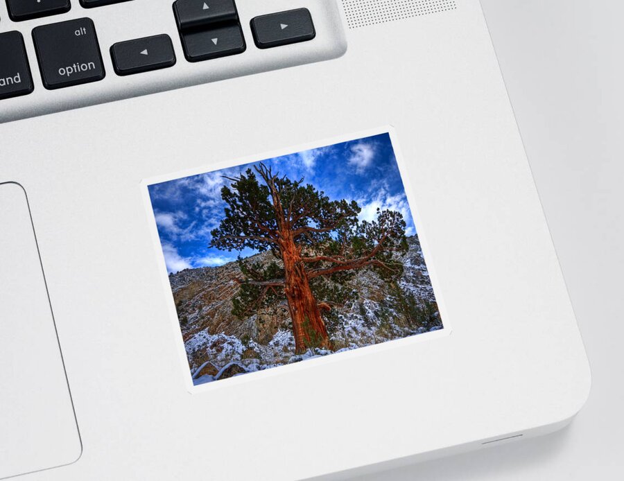 Pine Sticker featuring the photograph Sierra Pine by Beth Sargent
