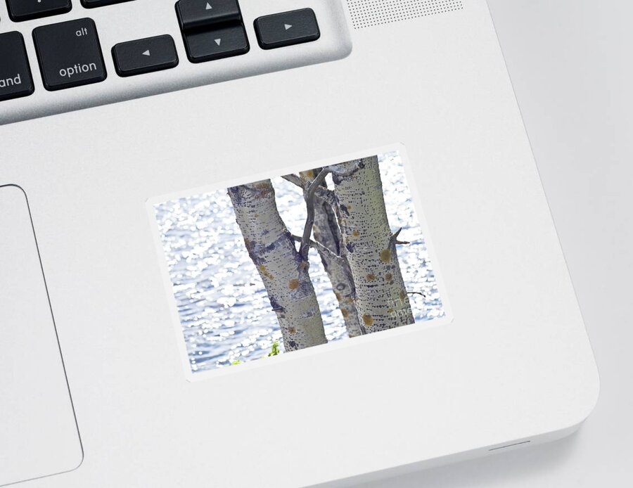 Tree Sticker featuring the photograph Silver birch trees at a sunny lake by Heiko Koehrer-Wagner