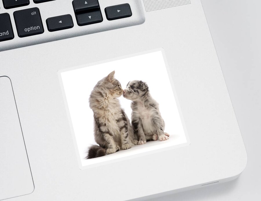 Adorable Sticker featuring the photograph Silver Tabby Kitten Nose-to-nose by Mark Taylor