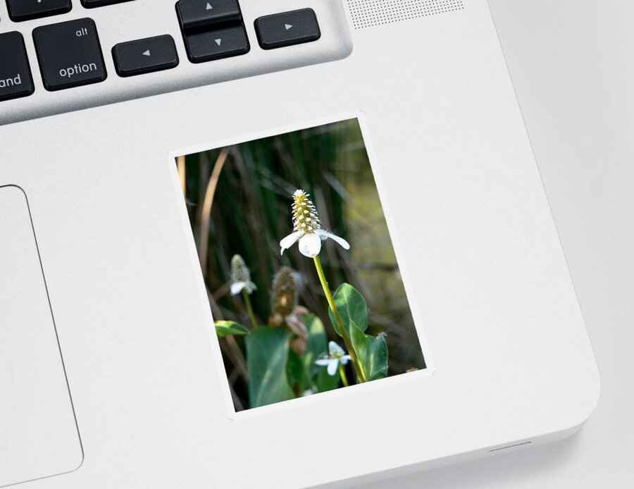 Flower Sticker featuring the photograph Simple Flower by Laurel Powell