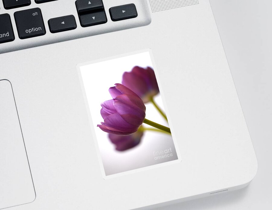 Tulip Sticker featuring the photograph Simply Purple by Deb Halloran