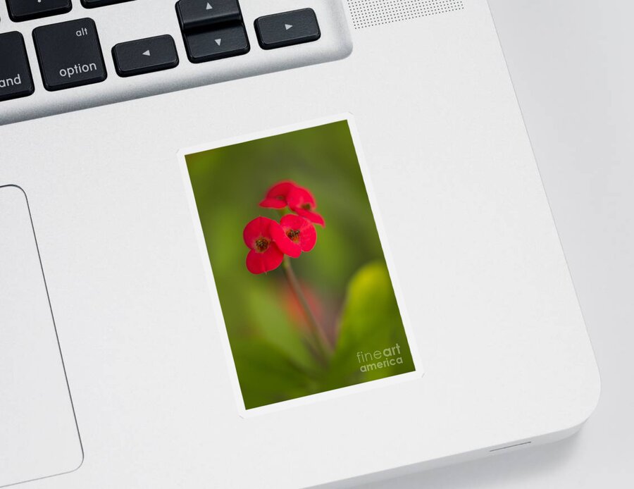 Red Sticker featuring the photograph Small red flowers with blurry background by Jaroslaw Blaminsky