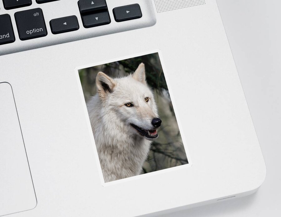 Wolves Sticker featuring the photograph Smiling White Arctic Wolf by Athena Mckinzie
