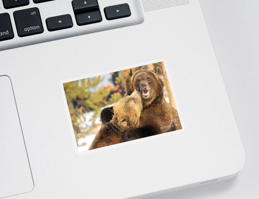 Grizzly Bear Sticker featuring the photograph Smooch by Adam Jewell