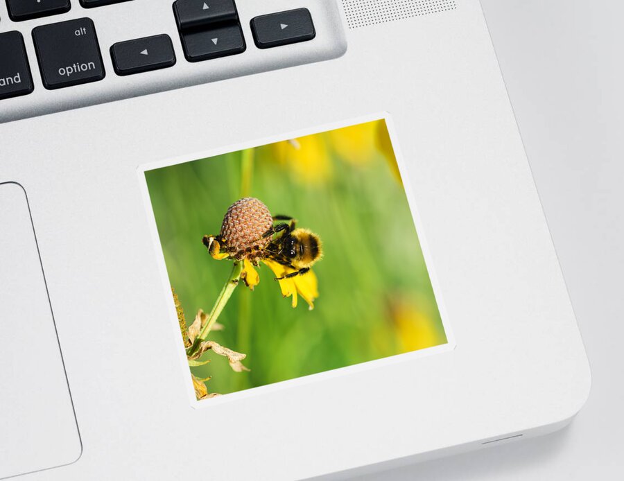 Bee Sticker featuring the photograph Snacktime by Christi Kraft