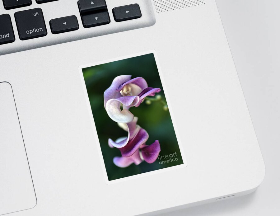 Corkscrew Vine Flower Sticker featuring the photograph Snail Flower by Joy Watson