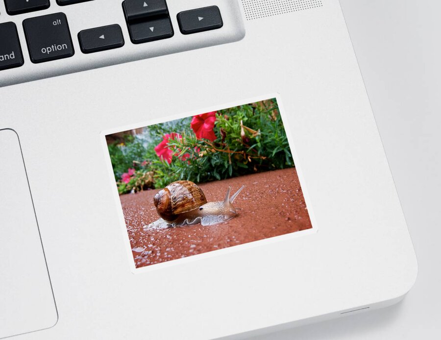 Rain Sticker featuring the photograph Snail in Motion by Mary Lee Dereske