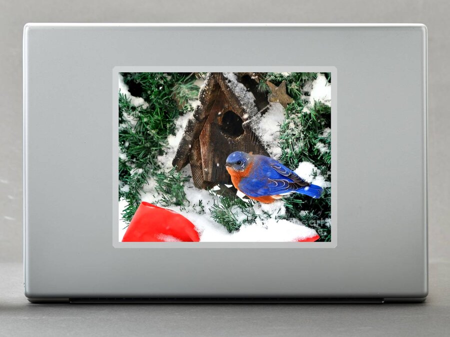 Christmas Sticker featuring the photograph Snow Bluebird Christmas Card by Nava Thompson