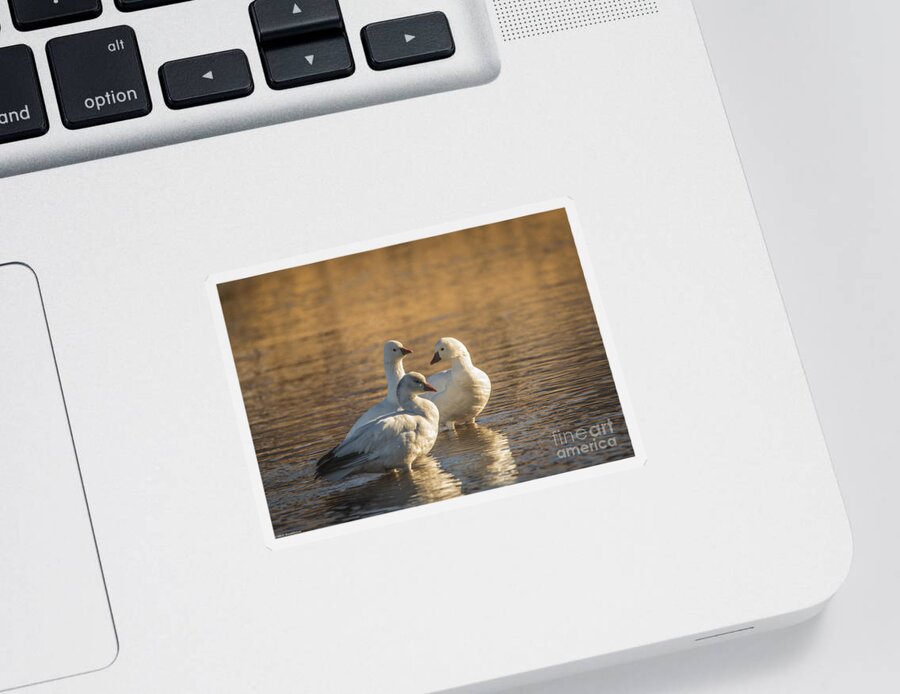 Snow Goose Sticker featuring the photograph Snow Geese 3 by Mitch Shindelbower