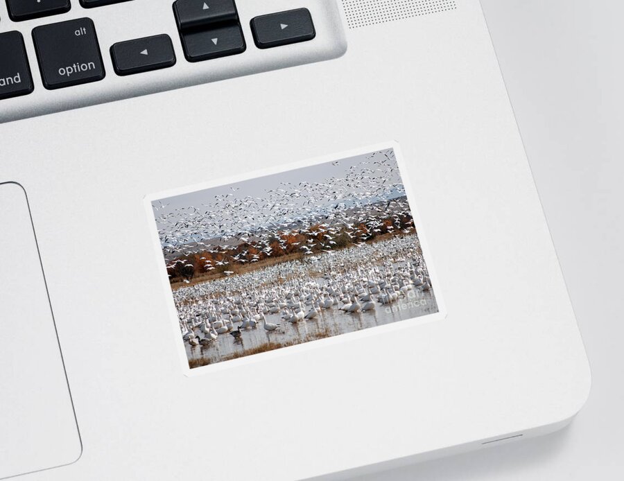 Snow Geese Sticker featuring the photograph Snow Geese No.4 by John Greco