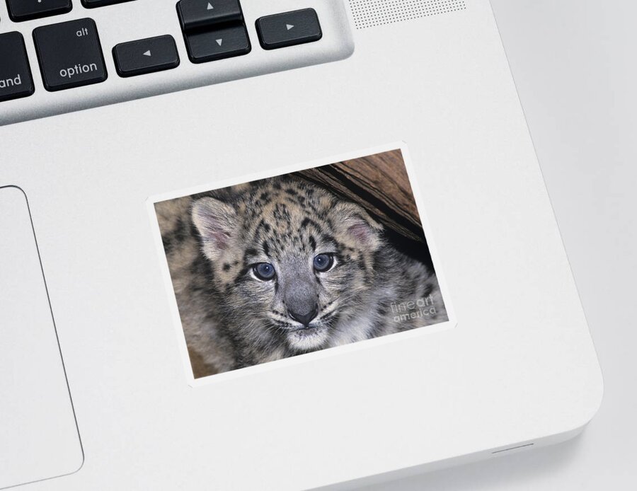 Asia Sticker featuring the photograph Snow Leopard Cub ENDANGERED by Dave Welling