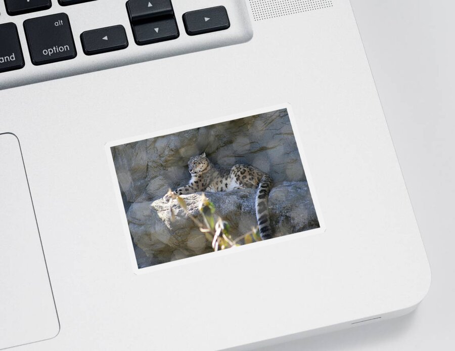 Leopard Sticker featuring the photograph Snow Leopard  No.2 by Neal Eslinger
