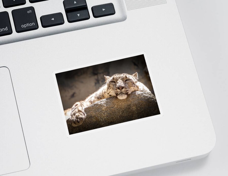 Animal Sticker featuring the photograph Snow Leopard Relaxing by John Wadleigh