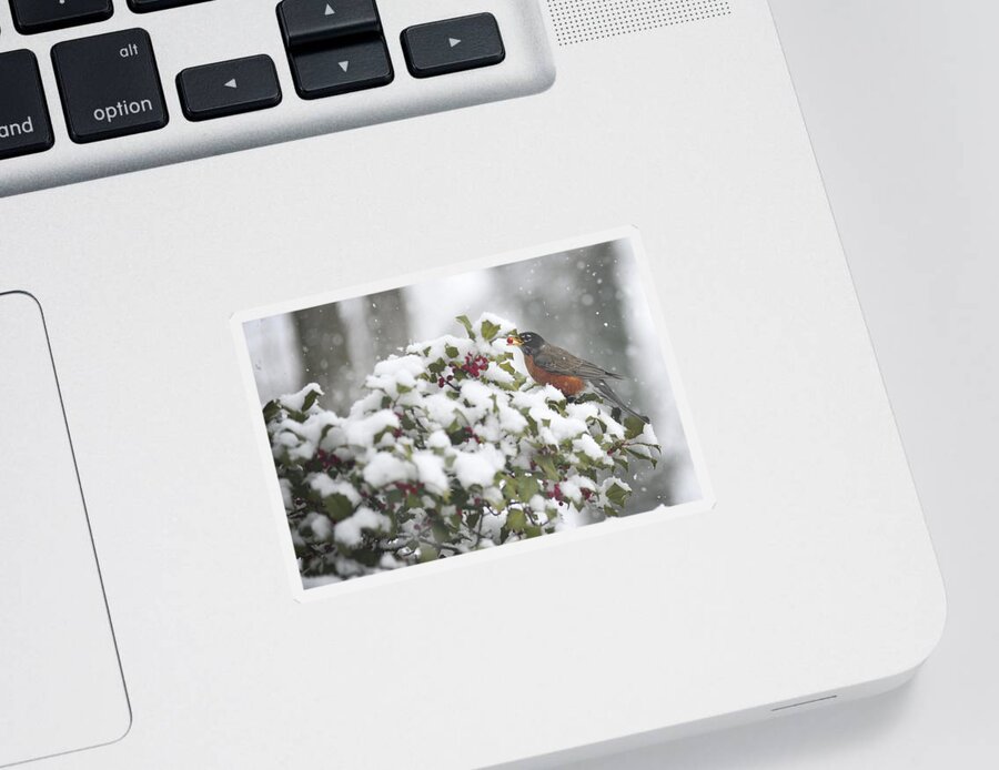 Snow Sticker featuring the photograph Snow Robin by Terry DeLuco