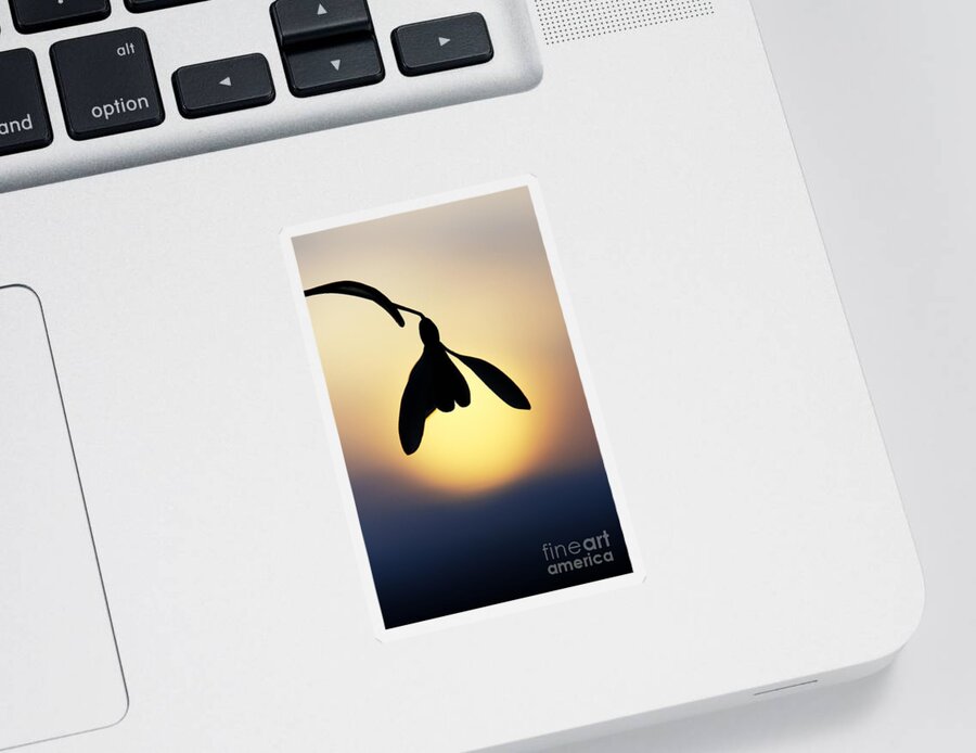 Snowdrop Sticker featuring the photograph Snowdrop Silhouette by Tim Gainey