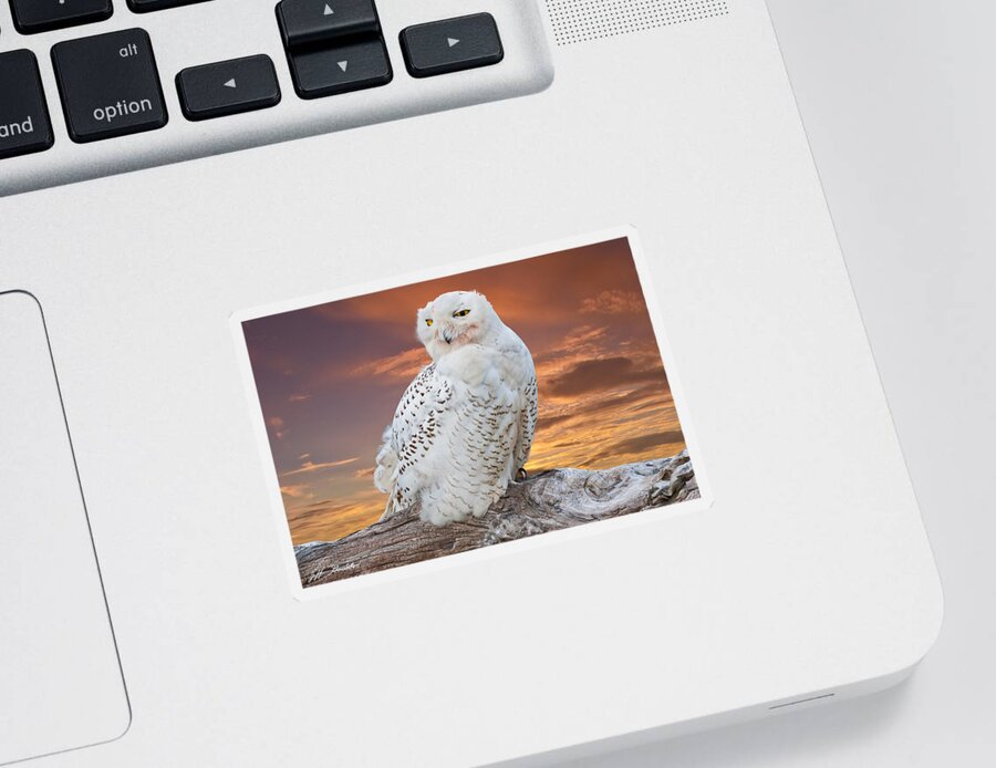 Animal Sticker featuring the photograph Snowy Owl Perched at Sunset by Jeff Goulden