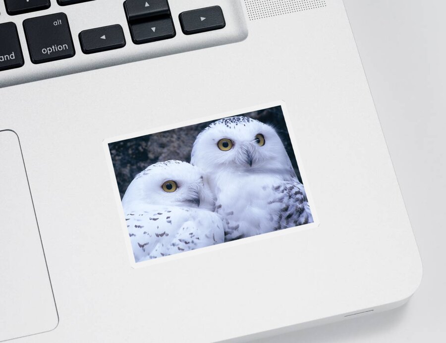 Snowy Owls Sticker featuring the photograph Snowy Owls by Paal Hermansen
