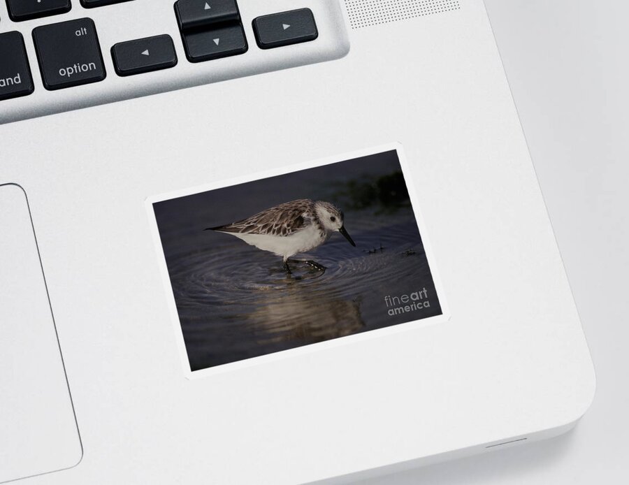 Animal Sticker featuring the photograph Snowy Plover by Ron Sanford