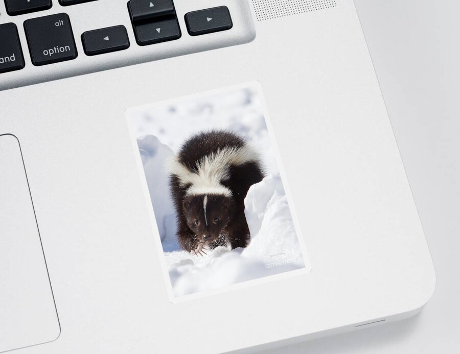 Skunk Sticker featuring the photograph Snowy Walk by Jan Killian