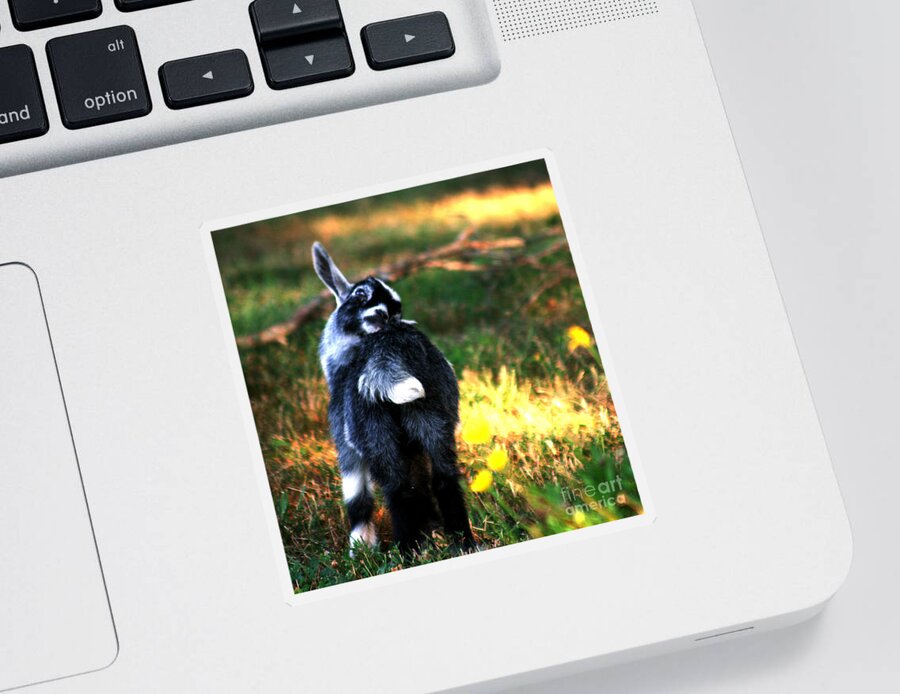 Baby Goat Sticker featuring the photograph Snuggles by Lesa Fine