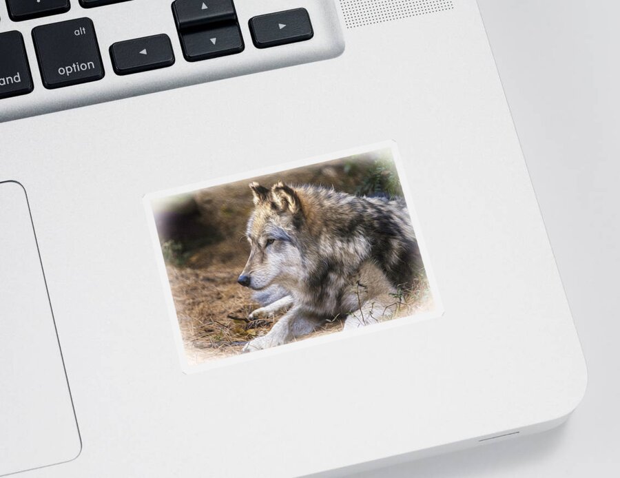 Wolf Sticker featuring the photograph So Precious by Karol Livote