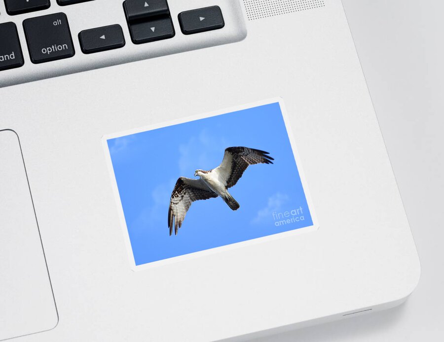 Osprey Sticker featuring the photograph Soaring Osprey by Kathy Baccari