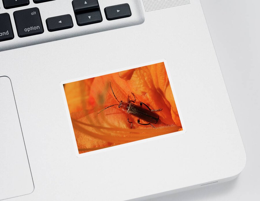 Soldier Beetle Sticker featuring the photograph Soldier Beetle by Cindi Ressler