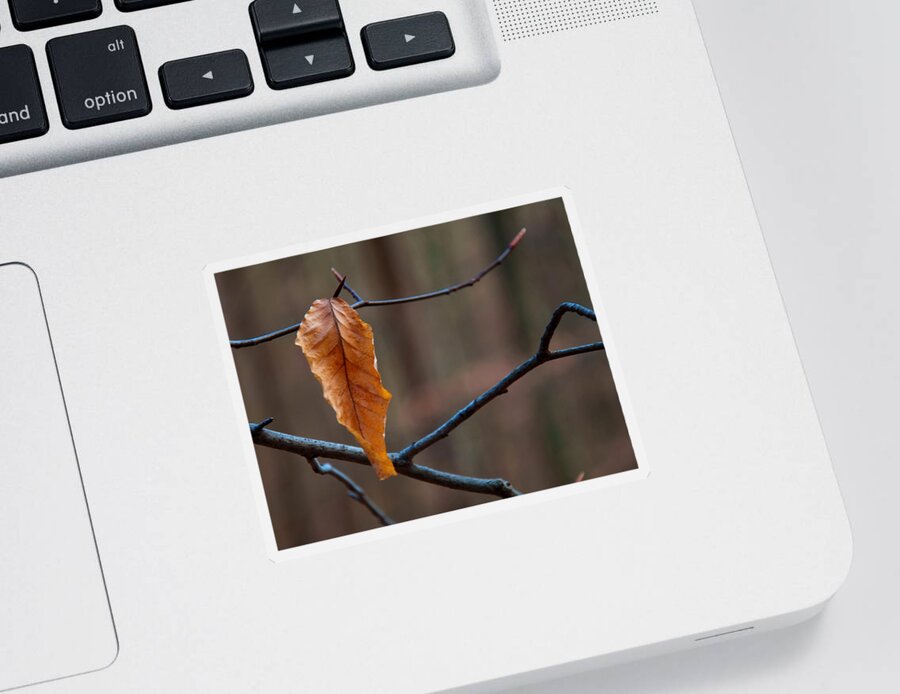 Flowers Sticker featuring the photograph Solitary Leaf by Flees Photos