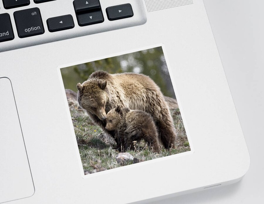 Grizzly Bears Sticker featuring the photograph Someone To Watch Over Me by Max Waugh