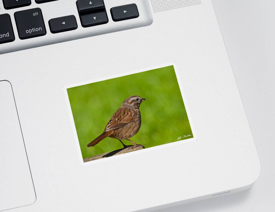Animal Sticker featuring the photograph Song Sparrow on a Log by Jeff Goulden