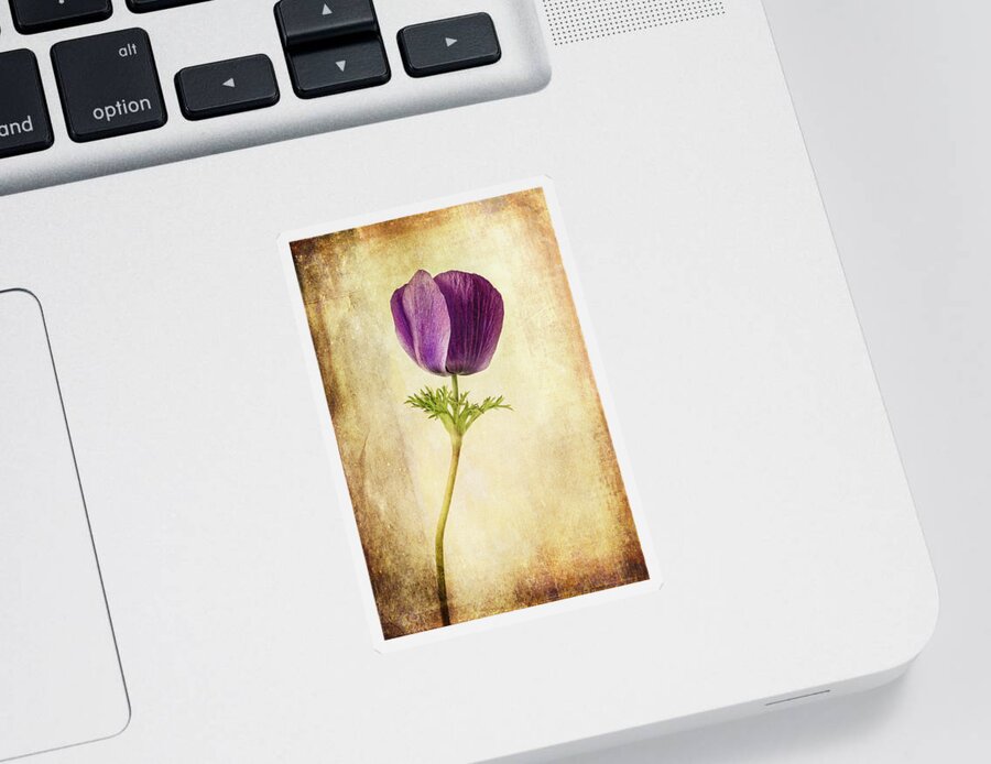 Anemone Sticker featuring the photograph Sophisticated Lady by Caitlyn Grasso